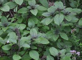 African Blue Basil