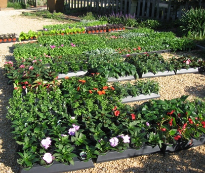 Annuals