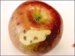 corky spot on apples