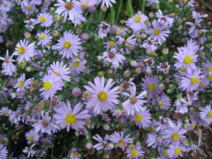 aster