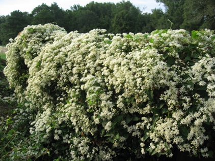 Autumn Clematis