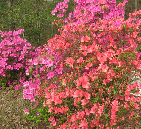 azaleas