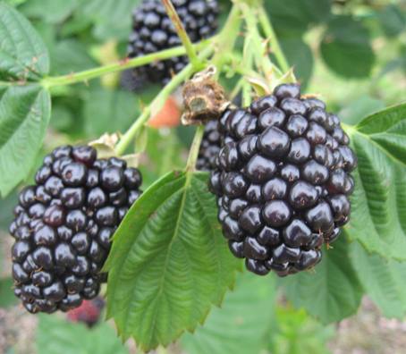 blackberries