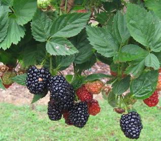 Blackberries