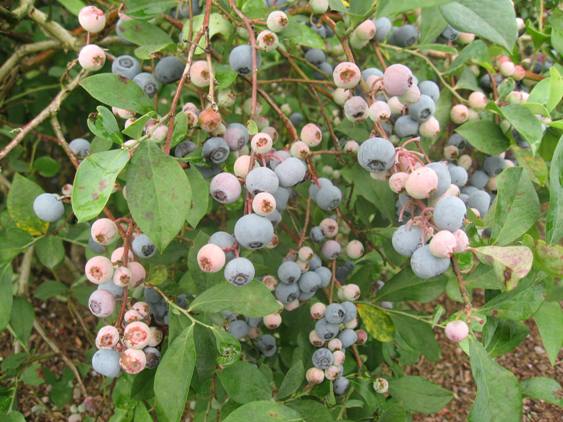 blueberries