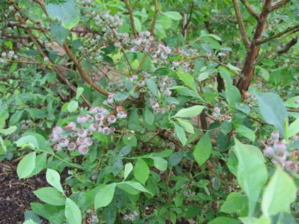 Blueberries