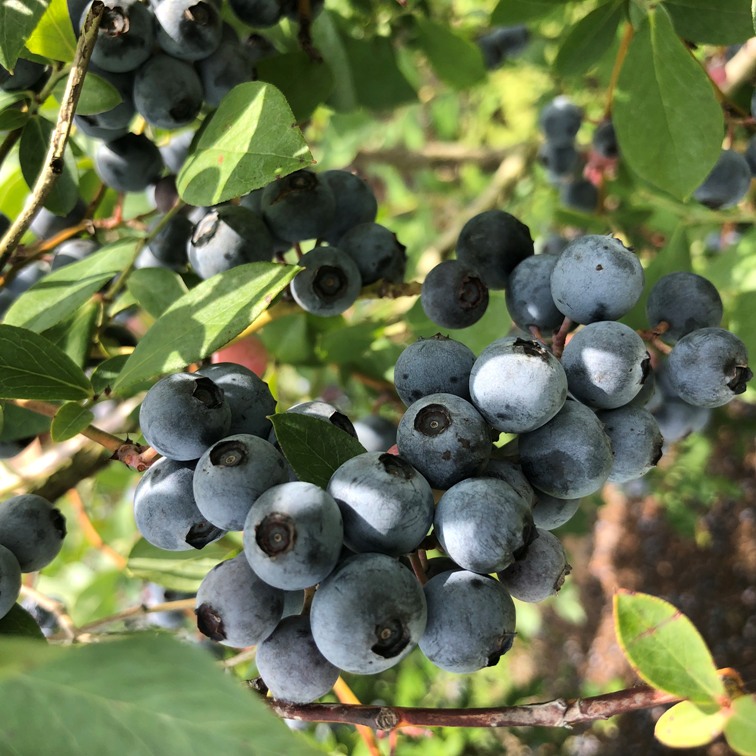 blueberries