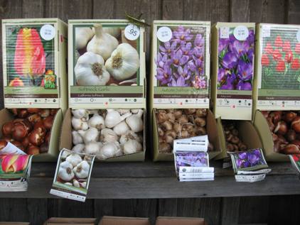 Bulbs