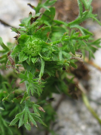 Burweed