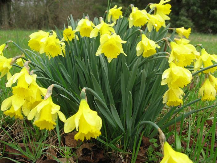 daffodils