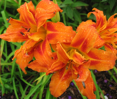 daylily