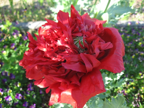 Double red poppy