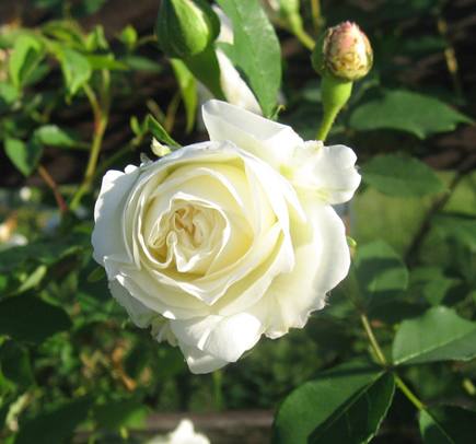 Ducher Rose