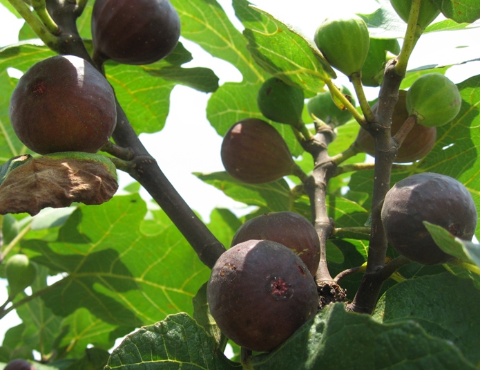 Pappa John Figs