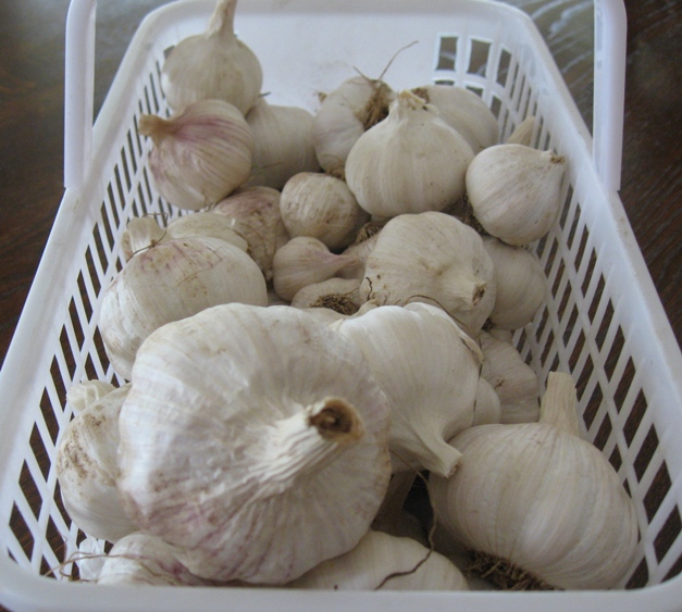 garlic
