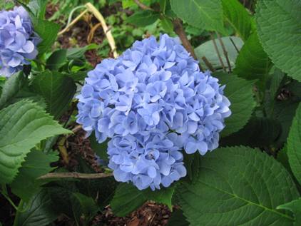 hydrangeas