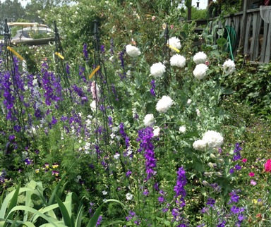 Larkspur and Poppies