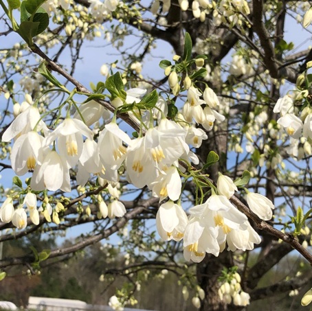 Lare flowered Silverbell