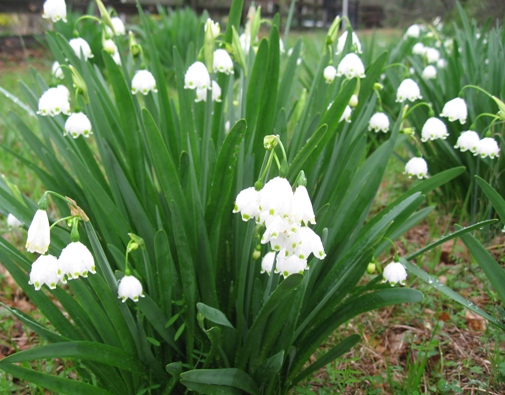 Leucojum