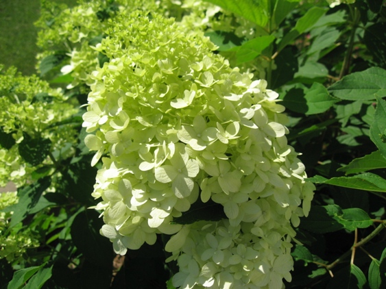 Lime Light Hydrangea