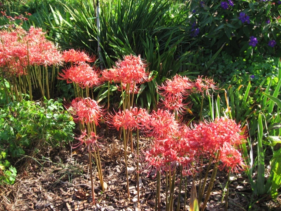Lycoris