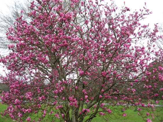 Magnolia Jane