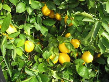 Meyer Lemons