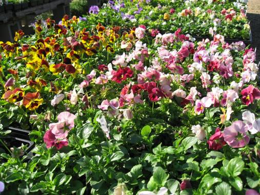 Pansies