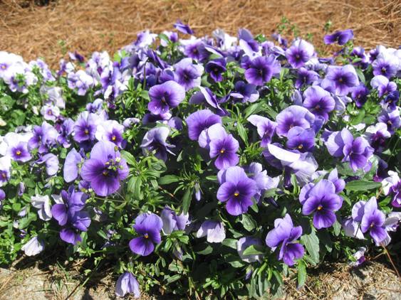Pansies