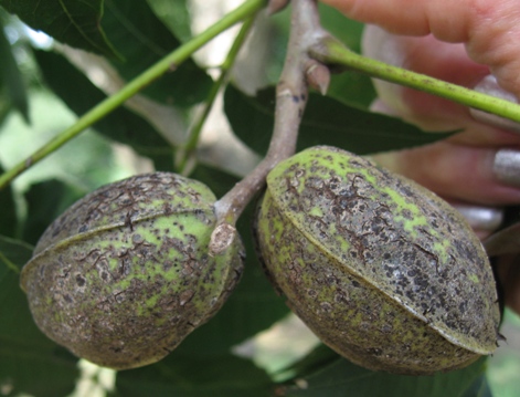 Pecan Scab