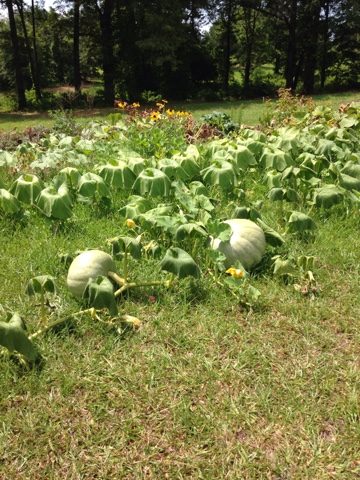 pumpkins
