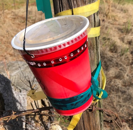 Insect Cup