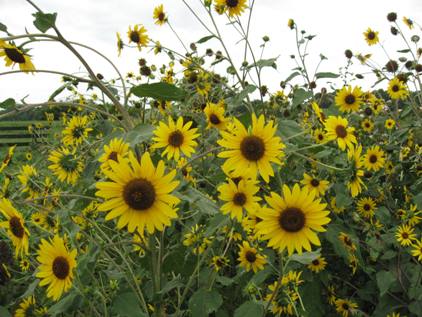 sunflowers