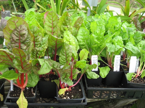 Swiss Chard