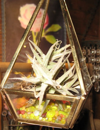 Tillandsia