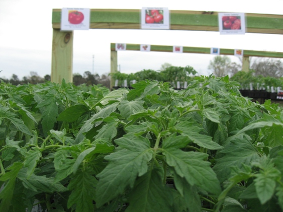 tomato plants