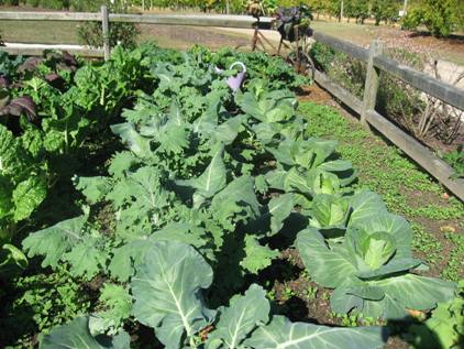 wiinter vegetable garden