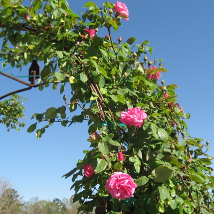 Zepherine Drouhin
