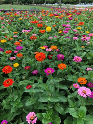 zinnias