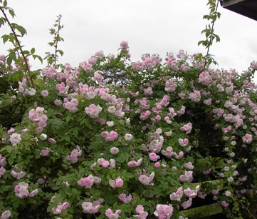 Multi Flora Carnea Rose