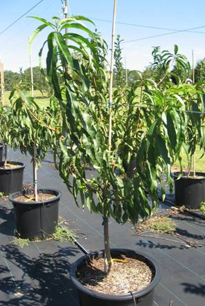 Peach Tree