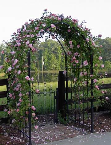 Albertine Rose