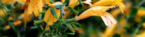 Amber Blush Calamint