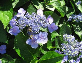 Bluebird Hydrangea