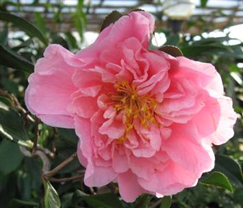 Camellia Egao