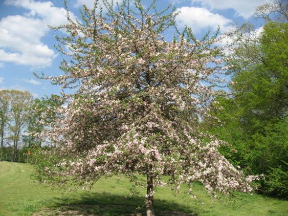 Native Crab Apple Tree