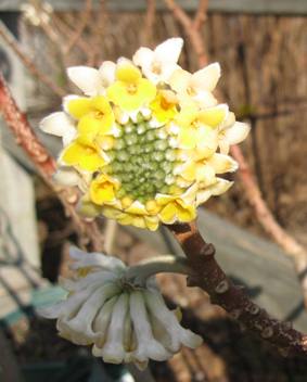 Edgeworthia