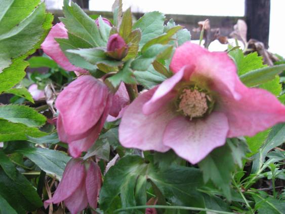 Hellebores