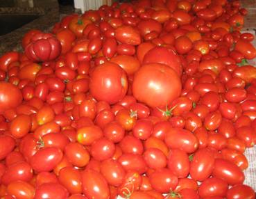 Tomatoes