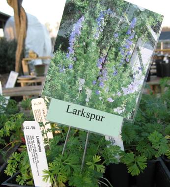 Larkspur Plants